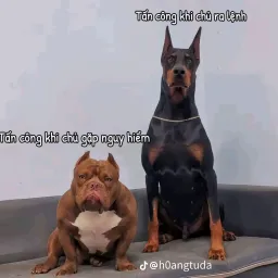Avatar người đánh giá