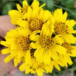 Avatar người đánh giá