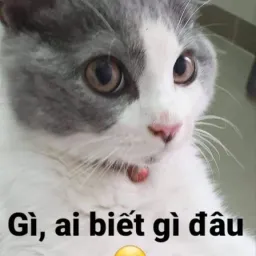 Avatar người đánh giá