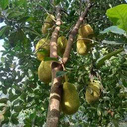 Avatar người đánh giá