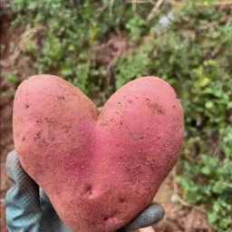 Avatar người đánh giá