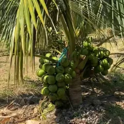 Avatar người đánh giá